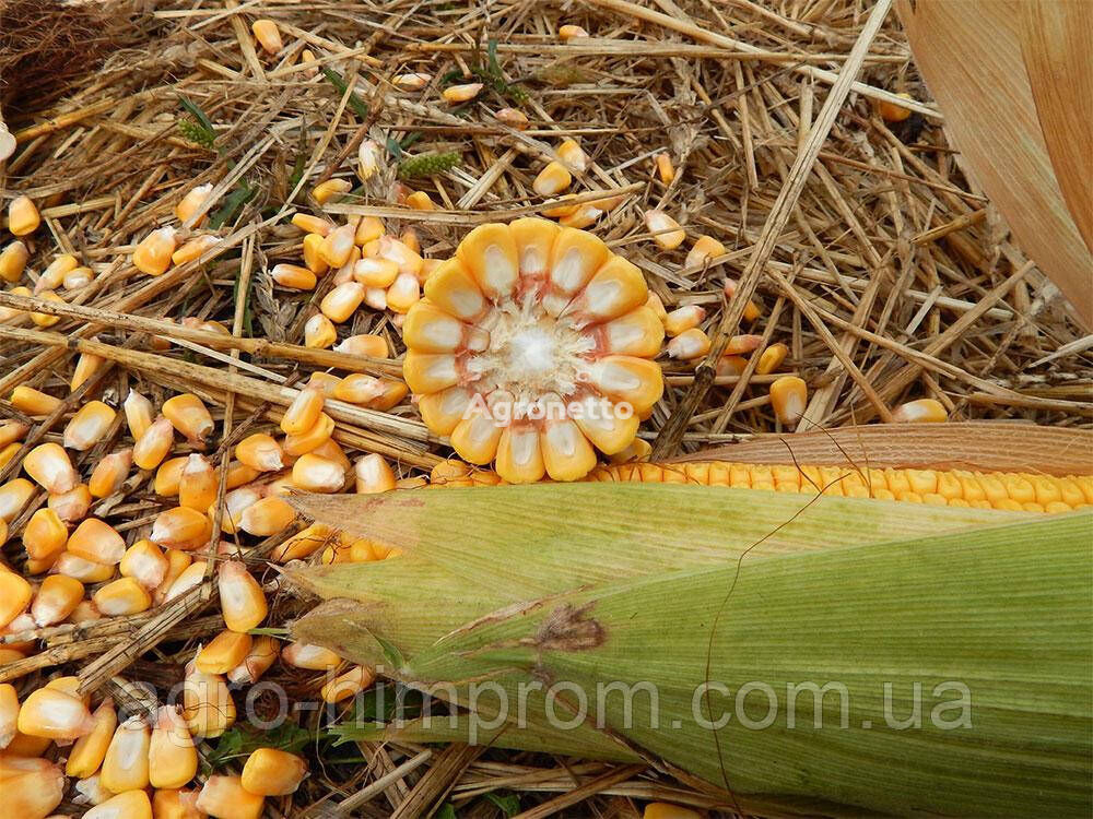 Maize seed MV 204 — Hungary FAO 270
