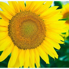 Sunflower seeds AR 1801, 105-108 days, Premium